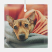 最も可愛い赤ん坊の動物 |ミニチュアピンシャー ガラスオーナメント (正面)