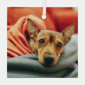 最も可愛い赤ん坊の動物 |ミニチュアピンシャー ガラスオーナメント (裏面)