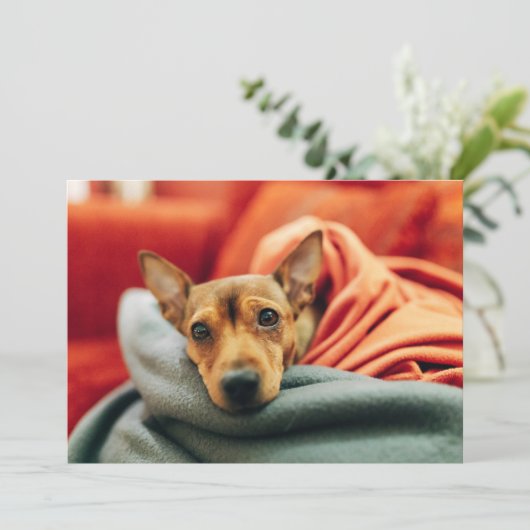 最も可愛い赤ん坊の動物 |ミニチュアピンシャー サンキューカード (スタンド正面)