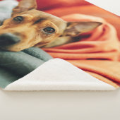 最も可愛い赤ん坊の動物 |ミニチュアピンシャー シェルパブランケット (3/4)