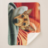 最も可愛い赤ん坊の動物 |ミニチュアピンシャー シェルパブランケット (正面)