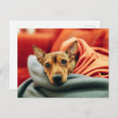 最も可愛い赤ん坊の動物 |ミニチュアピンシャー ポストカード (正面/裏面)