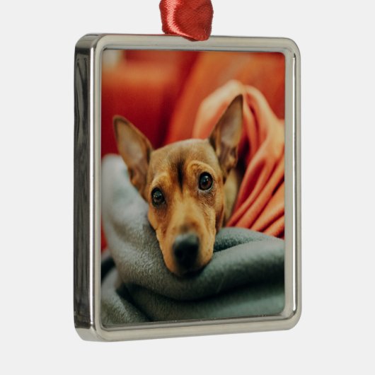 最も可愛い赤ん坊の動物 |ミニチュアピンシャー メタルオーナメント (右)