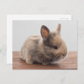 最も可愛い赤ん坊の動物 |ミニベビーバニー ポストカード (正面/裏面)