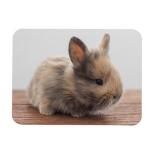 最も可愛い赤ん坊の動物 ミニベビーバニー マグネット