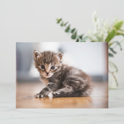 最も可愛い赤ん坊の動物 |ミニ虎猫子猫 サンキューカード (スタンド正面)