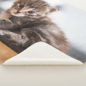 最も可愛い赤ん坊の動物 |ミニ虎猫子猫 シェルパブランケット (3/4)