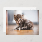 最も可愛い赤ん坊の動物 |ミニ虎猫子猫 ポストカード (正面/裏面)
