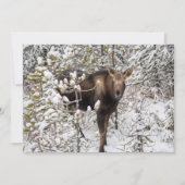 最も可愛い赤ん坊の動物 |ムースふくらはぎ サンキューカード (正面)