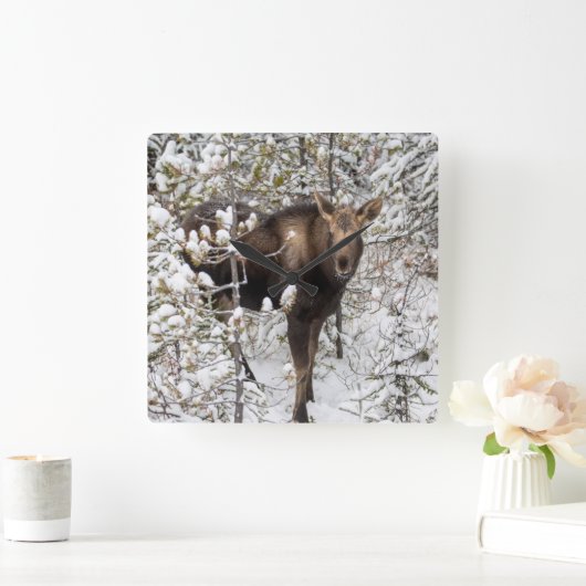 最も可愛い赤ん坊の動物 |ムースふくらはぎ スクエア壁時計 (ホーム)
