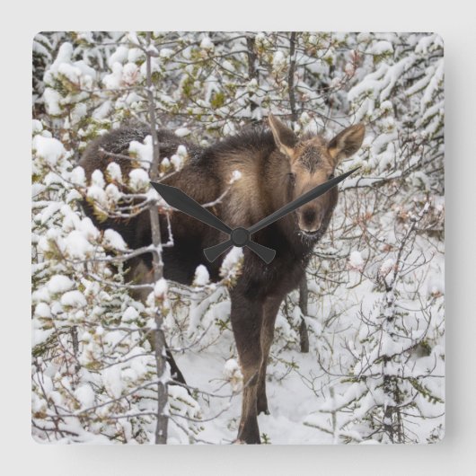 最も可愛い赤ん坊の動物 |ムースふくらはぎ スクエア壁時計 (正面)