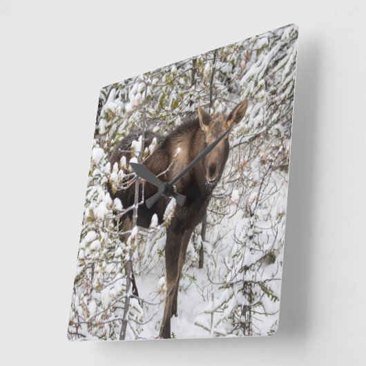 最も可愛い赤ん坊の動物 |ムースふくらはぎ スクエア壁時計 (傾斜)