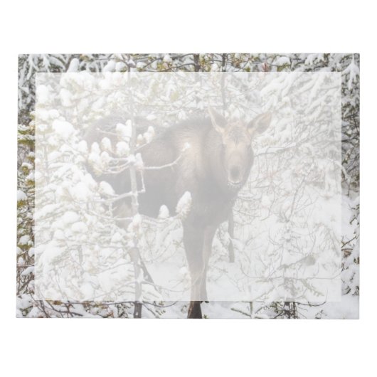 最も可愛い赤ん坊の動物 |ムースふくらはぎ ノートパッド (正面)