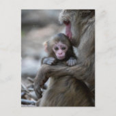 最も可愛い赤ん坊の動物 |モンキー日本のとベビー ポストカード (正面)
