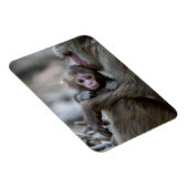 最も可愛い赤ん坊の動物 |モンキー日本のとベビー マグネット (右側)