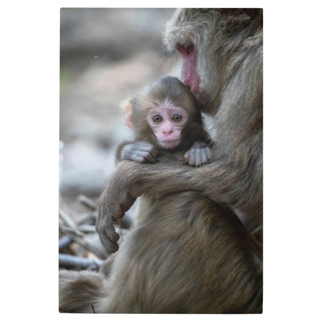 最も可愛い赤ん坊の動物 |モンキー日本のとベビー メタルプリント (正面)