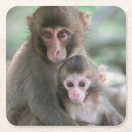 最も可愛い赤ん坊の動物 |モンキー日本のル スクエアペーパーコースター (正面)