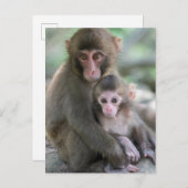 最も可愛い赤ん坊の動物 |モンキー日本のル ポストカード (正面/裏面)