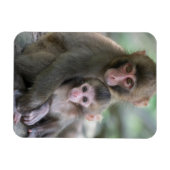 最も可愛い赤ん坊の動物 |モンキー日本のル マグネット (横)