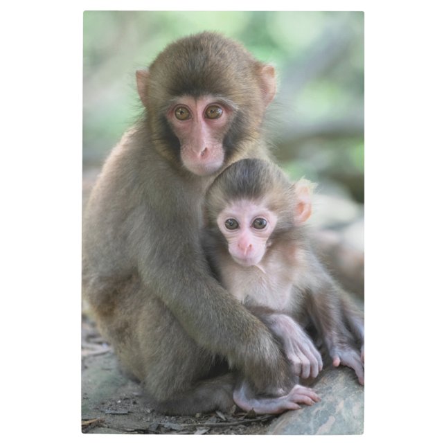 最も可愛い赤ん坊の動物 |モンキー日本のル メタルプリント (正面)