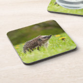 最も可愛い赤ん坊の動物 |ヨーロッパのヘッジホッグ コースター (左側)