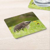 最も可愛い赤ん坊の動物 |ヨーロッパのヘッジホッグ スクエアペーパーコースター (アングル)
