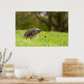 最も可愛い赤ん坊の動物 |ヨーロッパのヘッジホッグ ポスター (キッチン)