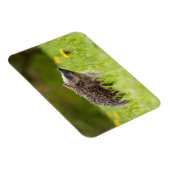 最も可愛い赤ん坊の動物 |ヨーロッパのヘッジホッグ マグネット (右側)