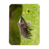 最も可愛い赤ん坊の動物 |ヨーロッパのヘッジホッグ マグネット (縦)