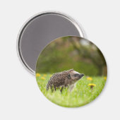 最も可愛い赤ん坊の動物 |ヨーロッパのヘッジホッグ マグネット (正面/裏面)