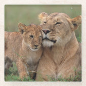 最も可愛い赤ん坊の動物 |ライオンの子と母 ガラスコースター (正面)