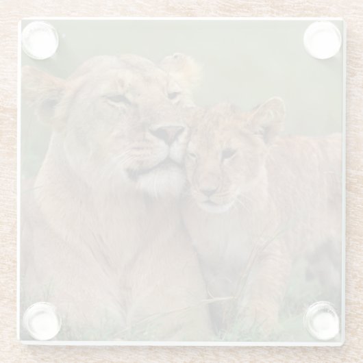 最も可愛い赤ん坊の動物 |ライオンの子と母 ガラスコースター (裏面)