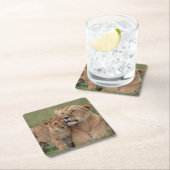 最も可愛い赤ん坊の動物 |ライオンの子と母 スクエアペーパーコースター (インサイチュ)