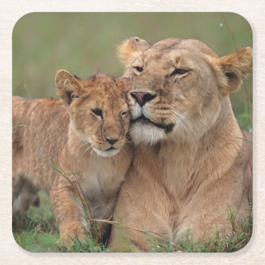 最も可愛い赤ん坊の動物 |ライオンの子と母 スクエアペーパーコースター (正面)