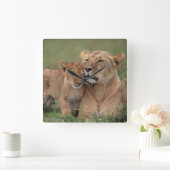 最も可愛い赤ん坊の動物 |ライオンの子と母 スクエア壁時計 (ホーム)