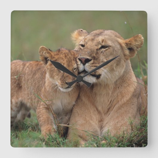 最も可愛い赤ん坊の動物 |ライオンの子と母 スクエア壁時計 (正面)