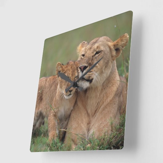 最も可愛い赤ん坊の動物 |ライオンの子と母 スクエア壁時計 (傾斜)
