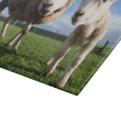 最も可愛い赤ん坊の動物 |ラム生まれたばかりのとママ カッティングボード (角)