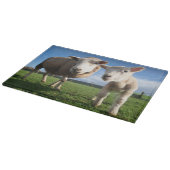 最も可愛い赤ん坊の動物 |ラム生まれたばかりのとママ カッティングボード (角)