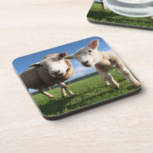 最も可愛い赤ん坊の動物 |ラム生まれたばかりのとママ コースター (左側)