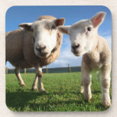 最も可愛い赤ん坊の動物 |ラム生まれたばかりのとママ コースター (正面)