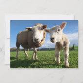 最も可愛い赤ん坊の動物 |ラム生まれたばかりのとママ サンキューカード (正面)