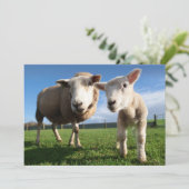 最も可愛い赤ん坊の動物 |ラム生まれたばかりのとママ サンキューカード (スタンド正面)