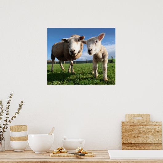 最も可愛い赤ん坊の動物 |ラム生まれたばかりのとママ ポスター (キッチン)