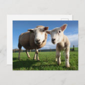 最も可愛い赤ん坊の動物 |ラム生まれたばかりのとママ ポストカード (正面/裏面)