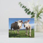 最も可愛い赤ん坊の動物 |ラム生まれたばかりのとママ ポストカード (スタンド正面)