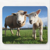 最も可愛い赤ん坊の動物 |ラム生まれたばかりのとママ マウスパッド (正面)