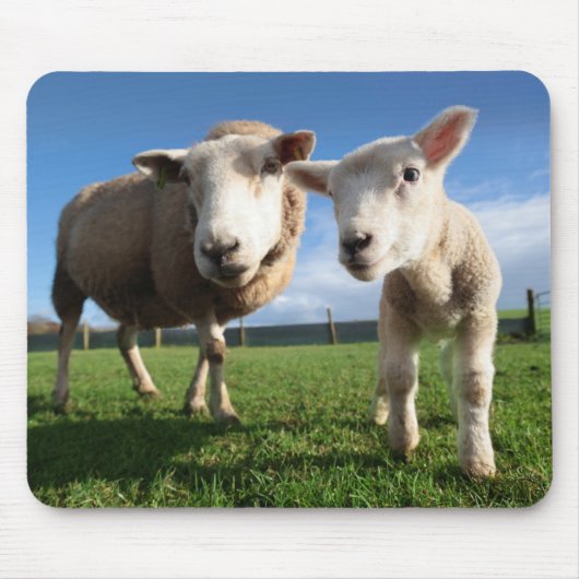 最も可愛い赤ん坊の動物 |ラム生まれたばかりのとママ マウスパッド (正面)