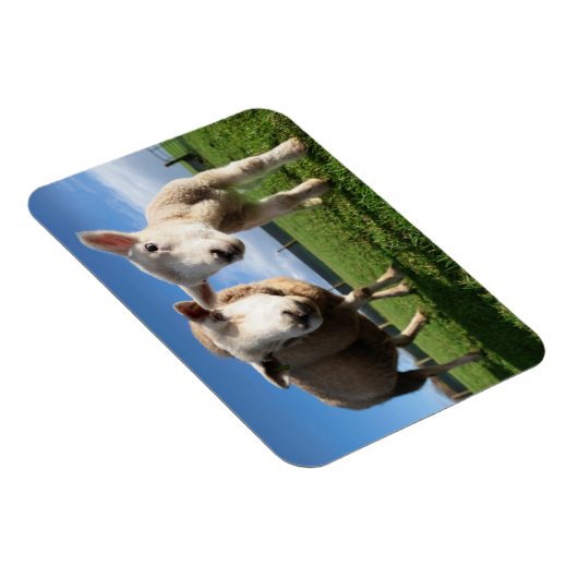 最も可愛い赤ん坊の動物 |ラム生まれたばかりのとママ マグネット (右側)