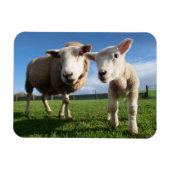 最も可愛い赤ん坊の動物 |ラム生まれたばかりのとママ マグネット (横)